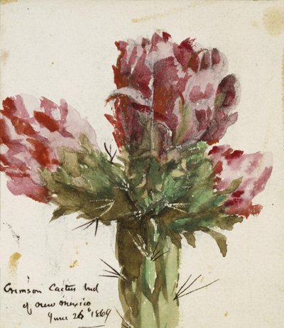 Crimson Cactus Bud of New Mexico by Vincent Colyer